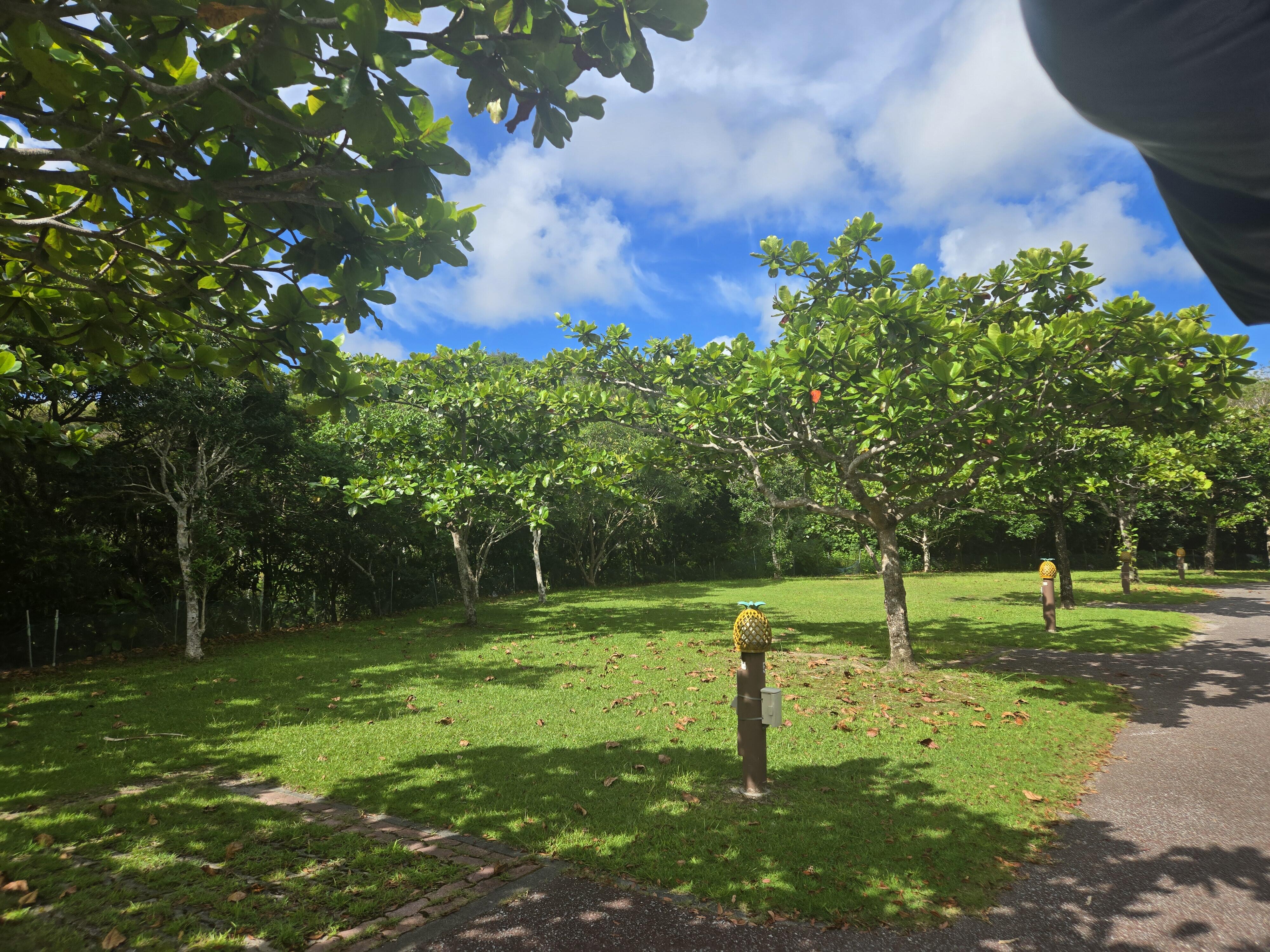 【Campsite】- 東村村民の森つつじエコパーク  Tsutsuji Eco Park 