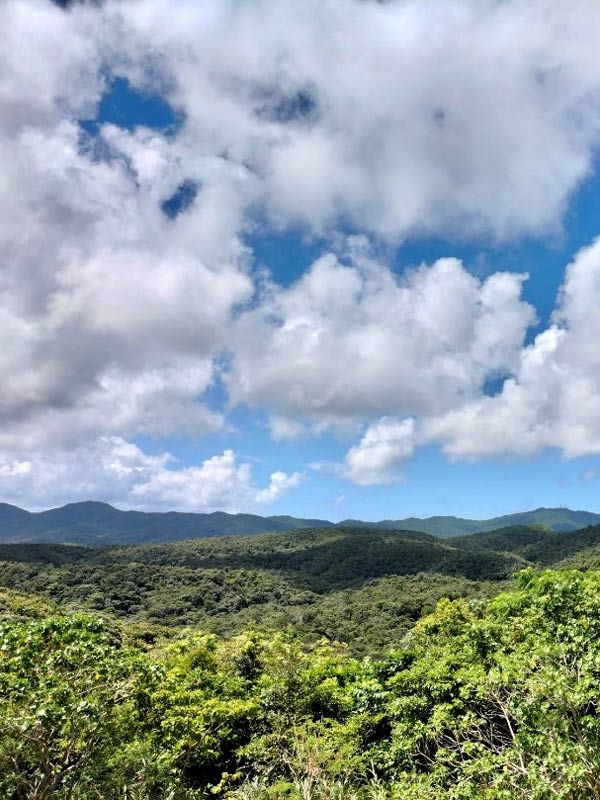 やんばるの森でキャンプ