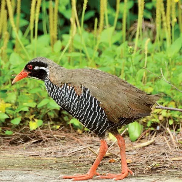 Yanbaru Kuina Learning Facility Kuina no Mori
